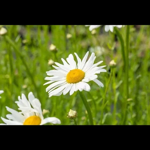 Leucanthemum vulgare 'Maikönigin' - Kleine Garten-Margerite 'Maikönigin' - 9cm… - Bild 1 von 4