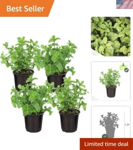 Edible Mint Herb Plants, 4-Pack - Improve Air Quality & Digestion Naturally - Picture 1 of 9