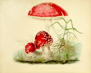 Mushroom VTG Botanical Illustration Fine Art Giclee High Res 8x10 Print - Picture 1 of 1