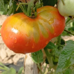 Tomate Ananas , 10 semillas (9) - Picture 1 of 1