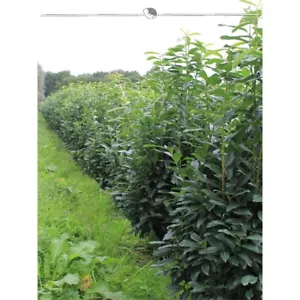 Kirschlorbeer Prunus Caucasica 160-180 cm. 5 Heckenpflanzen. Lorbeer Hecke - Bild 1 von 4