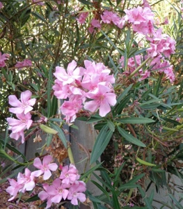 7 Oleander PINK Live Flower Plant Cuttings 7" For Propagation Ready To Root - Picture 1 of 4