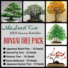 BONSAI TREE SEED PACK (Black Pine Sacred Fig Katsura Redwood Quince) SAVE $3