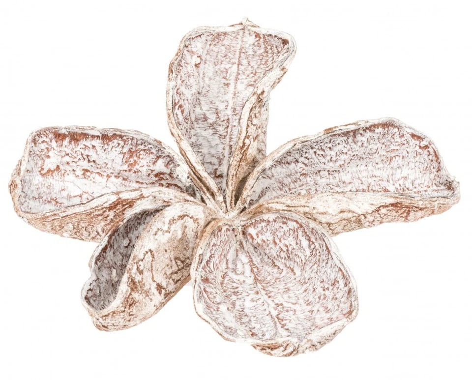 NaDeco Landlotus Weiß | Trockenblume, Naturdeko Trockenfloristik Trauerfloristik