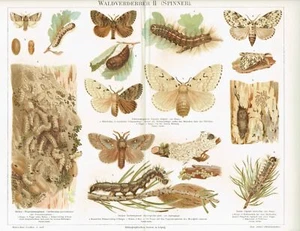Farbtafel EICHEN-PROZESSIONSSPINNER / SPINNER 1890 Original-Lithographie - Picture 1 of 1