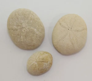 Seeigel, Echinolampas ovlais, Tertiär, Eozän, Lesparre, Medoc, Frankreich -L152 - Picture 1 of 7