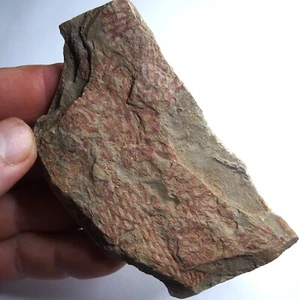 117g Graptolites Araneograptus murrayi Fossil Ordovician Morocco 1276 - Picture 1 of 6