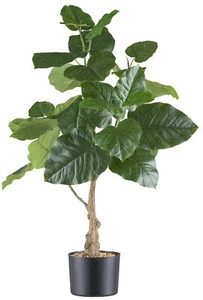 Ficus petiolaris, circa 85 cm verde in vaso di plastica 15 x 12 cm nero, con ghiaia arte - Foto 1 di 1