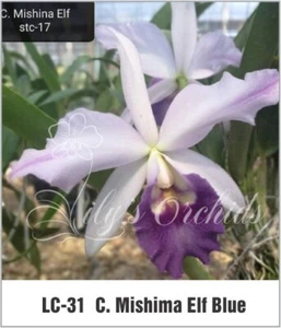 LC-31 Cattleya Mishima Elf Blue - Picture 1 of 3