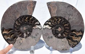 Split PAIR Ammonite Deep Crystal Cavity 110myo Fossil 216mm XXXLARGE 8.5" 2275xx - Picture 1 of 9