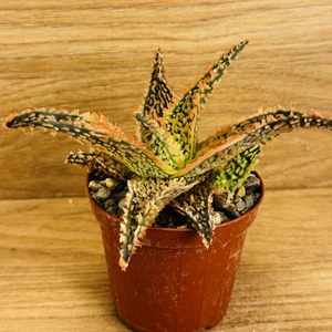 Aloe TCT , pot 8 cm (CoD:R13) - Picture 1 of 4