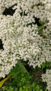 California Buckwheat seeds (Eriogonum fasciculatum) Mojave FREE SHIPPING - Picture 1 of 12