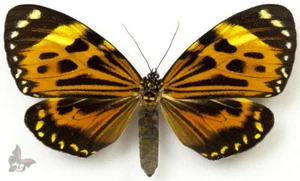 Pericopidae sp. 1, UNMOUNTED  butterfly - Picture 1 of 1