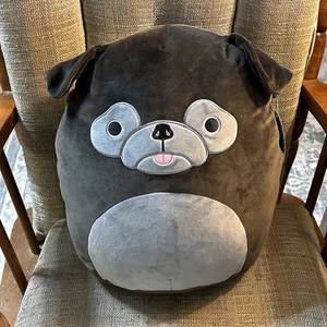 Squishmallows 14" Bongo the Black Pug Dog, Plush toy / Pillow with Tag - Picture 1 of 6
