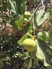 Delicious Fig Trees * Ficus Carica Var. VERDAL 3 fresh cuttings