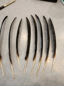 XCE77 Real Lot of 9 Asian Woolly Necked Stork (Ciconia episcopus) Feather - Picture 1 of 3