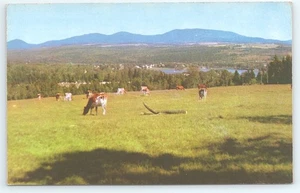 Vista postal de Rangeley Maine Saddleback Mountain en distancia vacas pastando - Imagen 1 de 3