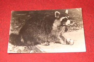 Raccoon, Grayling Michigan Postcard - Real Photo RPPC - Picture 1 of 2