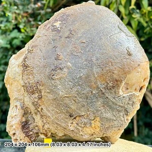 Enorme bivalvo fósil de plagiostoma - Costa jurásica, Burton Bradstock, Reino Unido - - Imagen 1 de 7