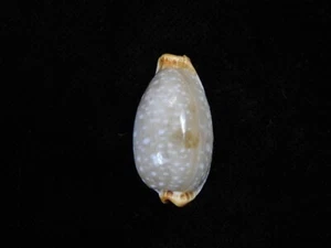 Sea shells Cypraea limacina 28.2mm ID#8227 - Picture 1 of 3