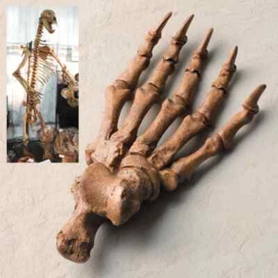 Fossil of the Cave Bear's Paw from Romania - Image 1 of 4