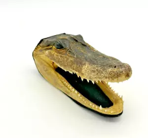 Taxidermia testa di alligatore giovane 6" fondo in feltro lungo vintage realistico - Foto 1 di 9