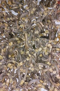 12 Natural Dried Pumpkin Stems 1"-3" Long Thin Gourd Stems Velvet Pumpkin Crafts - Picture 1 of 1