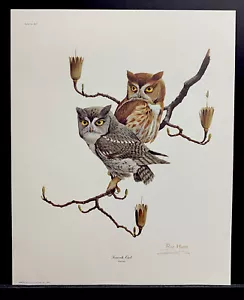 Ray Harm Limited Edition Hand Signed Print "Screech Owl(Two Birds) - Picture 1 of 1