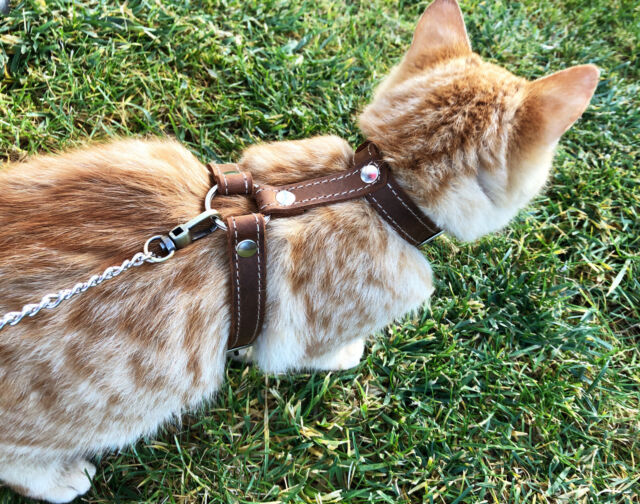 BINGPET Arnés para gato con correa y cuello para caminar, a prueba de  escape, con correa de 59 pulgadas – Arneses de chaleco suave ajustable para  gatos de tamaño mediano grande