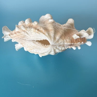 Seashell TRIDACNA SQUAMOSA Fluted Clam Beautiful Color - Image 1 of 4