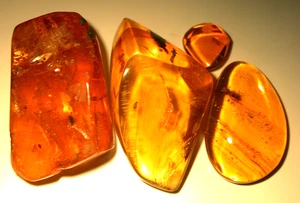 4 Dominican Amber Fossils with Beautiful Homopteran Fly Beetle Barklouse 15.5 g - Picture 1 of 15