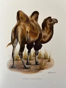 Wild bactrian camel animal print. antique and vintage zoology and biology - Picture 1 of 5