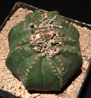 Euphorbia Obesa F. Cristata     We/Own Roots             No Crassula.Stapelia