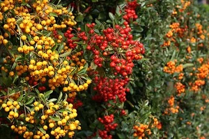Feuerdornhecke Feuerdorn Pyracantha - 6 Pflanzen sortiert 60-80 cm im Container - Bild 1 von 1