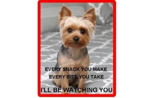 Lustiger Hund Yorkie Yorkshire Snack Kühlschrank/Werkzeugkiste Magnet/Geschenkkarteneinsatz - Bild 1 von 1