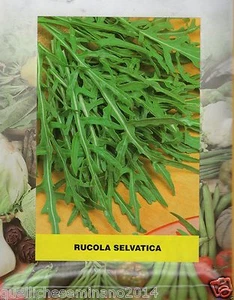 1000 SAMEN WILDFALTEN zerkleinert RUCOLA - SALAT - AROMATISCHE  - Bild 1 von 1