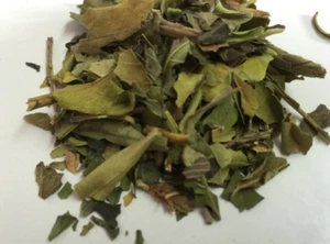 Planta de raíz de nuez Malabar Justicia adhatoda - ¡Poderosas hierbas naturales siempre! - Imagen 1 de 13