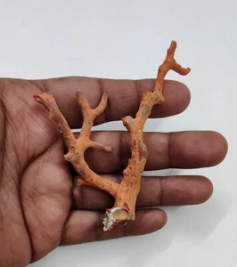 Coral italiano piedras preciosas sueltas ásperas mediterráneo natural coral marino rama áspera - Imagen 1 de 10