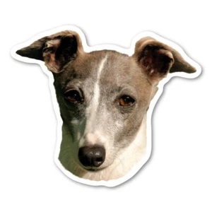 Italian Greyhound Magnet - Picture 1 of 1