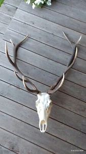 Grandes astas de ciervo rojo taxidermia decoración del hogar caza pared artes piso de pie  - Imagen 1 de 13