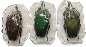 CETONIDAE Mecynorhina torquata ugandensis -RD Congo breed- 3Pcs 73mm+ Males A1.! - Bild 1 von 2