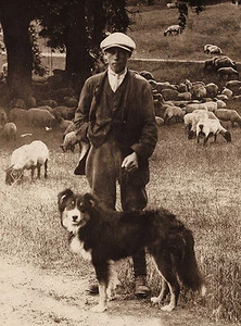 BORDER COLLIE AND SHEPHERD SCHÖNE VINTAGE-STIL HUNDEGRÜSSE NOTIZKARTE - Bild 1 von 1