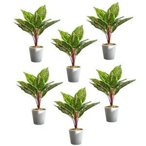 Planta Artificial en Maceta Realista Calathea Veitchiane 38cm Pack de 6 - Imagen 1 de 5