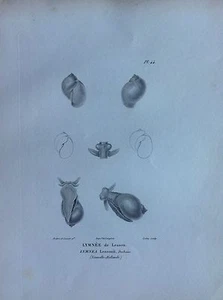 LYMNÉE de Lesson Australia acquaforte 1830 Storia Naturale Centurie Zoologique - Bild 1 von 1