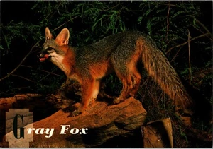 Postal Zorro Gris Urocyon cinereoargenteus Zorro Hambriento - Imagen 1 de 2