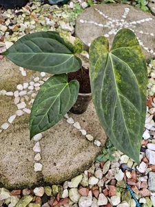 Variegated Anthurium Forgetii X Papillilaminum-Indoor/Outdoor Plant 🪴 - Picture 1 of 5
