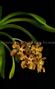 Vanda lombokensis - Picture 1 of 5