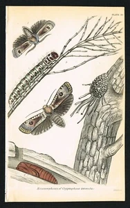 Cryptophasa Moth of Australia Lebenszyklus, Insekt handfarbiger antiker Druck 1841 - Bild 1 von 4