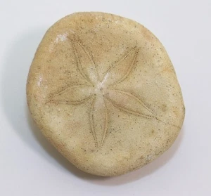 Seeigel, Laganum depressum, Quartär, Pleistozän, Hurghada, Ägypten -m200 - Picture 1 of 5