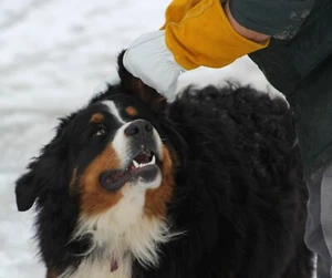 Guantes de trabajo de manejo de animales - para mano de cetrería, perro, halcón, gato, pájaro y rapaza - Imagen 1 de 5